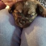 Baby Farley four weeks old