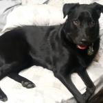 Bella just chillin out.