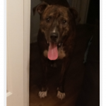 Storm my fur baby that has saved me