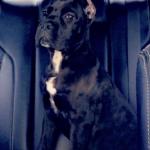 CANE CORSO.......