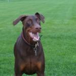 Rudolph The Doberman