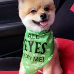 The cutest and smartest Pomeranian