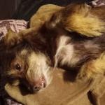 Hello! My name is BoBi.