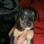 Love for mia she’s the best kind puppy I can ever have