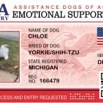 Emotional therapy dog