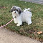 Emotional therapy dog