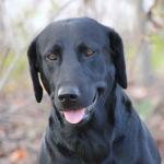 Toby - Lazy H's ENDURING PERFORMANCE