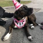 Belles second birthday ?