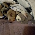Jojo sleeping with his baby sloth