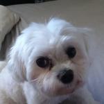 Coconut Emotional Support Dog