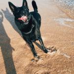 Service Dog River Roux