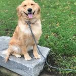 Harley Golden Retriever