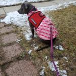 Athena to the Doctors