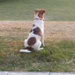 Daisy backside has a zig zag