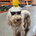 Buddy trying to act cool at Home Depot