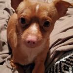 Rusty photos for identification