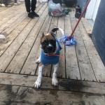 Family estate protection dog