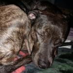 Bella all tuckered out