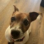 Our lovely Dog Flash