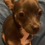 Cookie Monster Miller