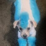 Halloween 2025 Contest