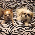 My emotional support dogs