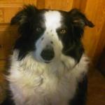 Patches, the Love Bug