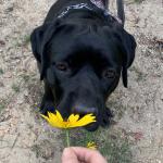 Smelling flowers