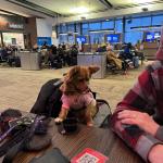 Roxy waiting for a flight