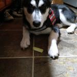 The Celery Snack Test