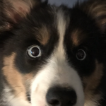 Hansen’s Blu-eyed Belle