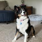 Hansen's Blu-Eyed Belle