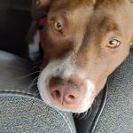 Doggy is beautiful girl