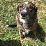 Our #1 handsome fur baby