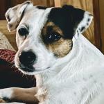 Yogi microchip and registration