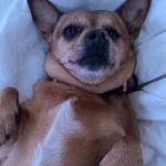 Winnie is my 10 year old chihuahua who is registered for emotional support