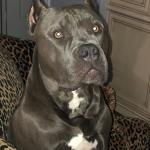 American Bully Tank 2021