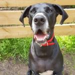 Cali the Great Dane