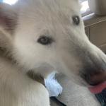 Hey there! My name is Floki!!!