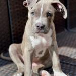 Carl Matthews Belavin