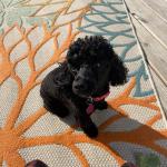 Audi Sue is a mini aussiedoodle