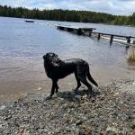 Willow at Johnson Pond