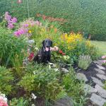Willow pretending to be a weed