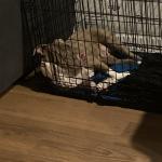 She stay side eyeing me when I come home, to say now open my door ?