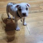 My.Jersey boy...total boy all the way