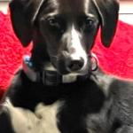 Blue's New Picture