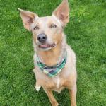 Piper Kelpie Cross