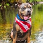 Mousey my PTSD dog