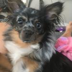 Bella is borned on october 15,2020