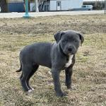 Sasha as a 8 week old puppy